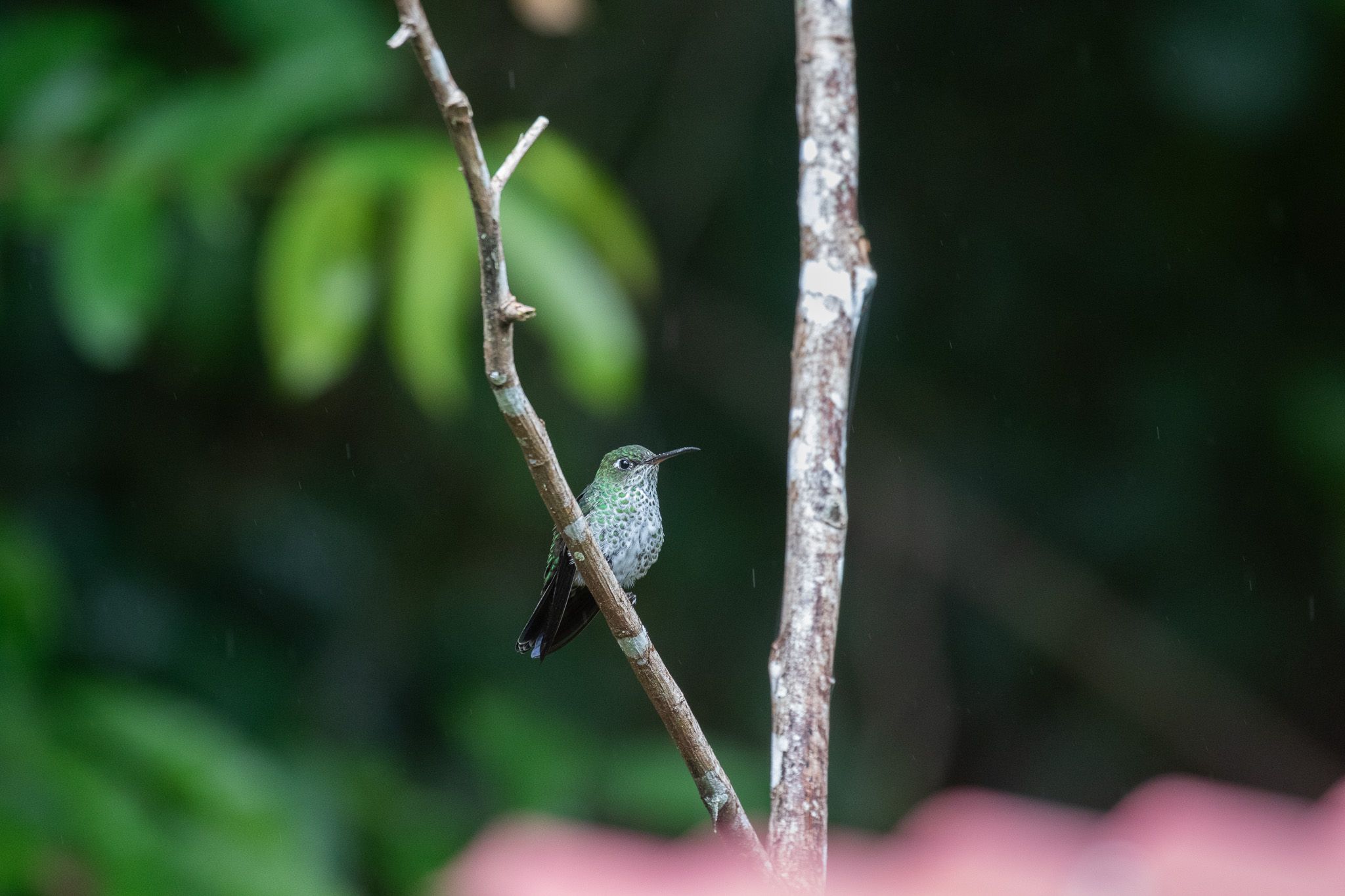OBSERVACIÓN Y FOTOGRAFÍA DE AVES