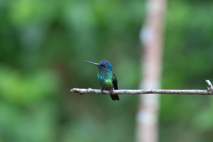 JARDÍN DE COLIBRÍES