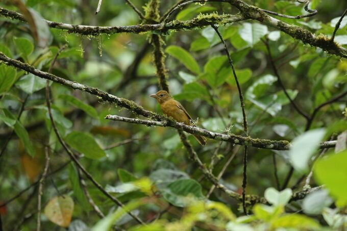 COMEDERO DE TANGARAS