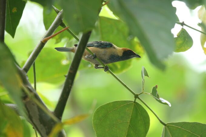COMEDERO DE TANGARAS